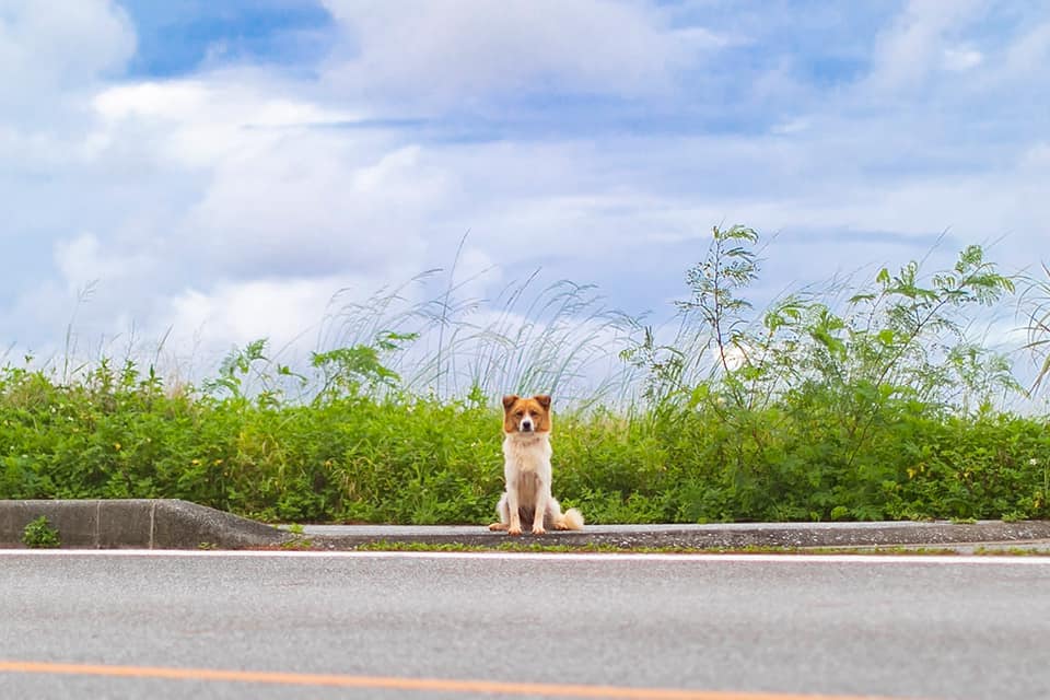 久米島で車を走らせていると道端にワンちゃん。新しい発見と、コレコレ！といういつもの日常とが共存している。