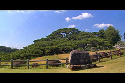 久米島「五枝の松」